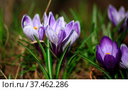 Крокус. Первый весенний цветок. Шафран. Crocus (plural: crocuses or croci) is a genus of flowering plants in the iris family. Flowers close-up on a blurred natural background. The first spring flower in the home garden. Стоковое фото, фотограф Oleg Borunov / Фотобанк Лори