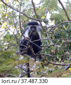 Королевский колобус (Colobus) на ветвях деревьев (2021 год). Стоковое фото, фотограф EgleKa / Фотобанк Лори