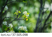 Цветущая ветка ирги (лат. Amelanchier) весной в саду. Стоковое фото, фотограф Андрей Пустякин / Фотобанк Лори
