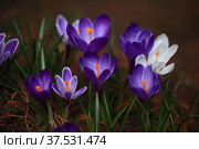 Крокус. Первый весенний цветок. Шафран. Crocus (plural: crocuses or croci) is a genus of flowering plants in the iris family. Flowers close-up on a blurred natural background. The first spring flower in the home garden. Стоковое фото, фотограф Oleg Borunov / Фотобанк Лори