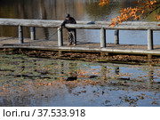 Moscow, Russia.  October 13, 2021:   Natural historical, architectural and recreational complex "Vorontsovo Estate" of 18th century, Vorontsov Park. Upper pond with wooden bridge of cascade of ponds. Редакционное фото, фотограф Алексей Антипов / Фотобанк Лори