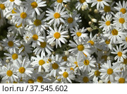 Flora of Gran Canaria - Argyranthemum, marguerite daisy endemic to the Canary Islands (2022 год). Стоковое фото, фотограф Tamara Kulikova / Фотобанк Лори