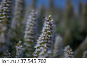 Flora of Gran Canaria - Echium callithyrsum, blue bugloss of Tenteniguada (2022 год). Стоковое фото, фотограф Tamara Kulikova / Фотобанк Лори