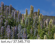 Flora of Gran Canaria - Echium callithyrsum, blue bugloss of Tenteniguada (2022 год). Стоковое фото, фотограф Tamara Kulikova / Фотобанк Лори