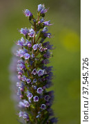 Flora of Gran Canaria - Echium callithyrsum, blue bugloss of Tenteniguada (2022 год). Стоковое фото, фотограф Tamara Kulikova / Фотобанк Лори