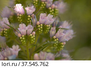 Flora of Gran Canaria - Echium callithyrsum, blue bugloss of Tenteniguada (2022 год). Стоковое фото, фотограф Tamara Kulikova / Фотобанк Лори