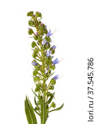 Flora of Gran Canaria - Echium callithyrsum, blue bugloss of Tenteniguada, endemic to the island (2022 год). Стоковое фото, фотограф Tamara Kulikova / Фотобанк Лори