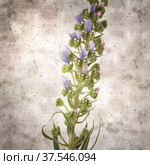 square stylish old textured paper background with blue flowers of Echium callithyrsum, blue bugloss of Tenteniguada, endemic to Gran Canaria. Стоковое фото, фотограф Tamara Kulikova / Фотобанк Лори