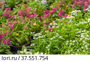 Lobularia maritima. Potted red white flowers. Стоковое фото, фотограф EugeneSergeev / Фотобанк Лори