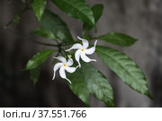 White tropical flowers of Tabernaemontana divaricata. Стоковое фото, фотограф EugeneSergeev / Фотобанк Лори