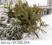 Новогодние елки выброшены после окончания праздника. Стоковое фото, фотограф Вячеслав Палес / Фотобанк Лори