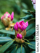 Rhododendron rhyakushimanum weissenteld double flowers in garden. Стоковое фото, фотограф Ольга Сейфутдинова / Фотобанк Лори