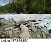 Горный Алтай. Река Аккем. Стоковое фото, фотограф Галина Савина / Фотобанк Лори