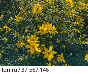 Field with Coreopsis verticillata flowers in summer. Редакционное фото, фотограф Антон Гвоздиков / Фотобанк Лори