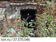 Red brick wall with a basement window of a burned house abandoned among green weeds and garbage. Стоковое фото, фотограф Игорь Мальцев / Фотобанк Лори