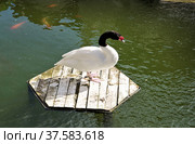 Крым, Ялта. Отель "Ялта. Интурист" (Yalta Intourist). Черношейный лебедь (Cygnus melancoryphus) (2021 год). Редакционное фото, фотограф Илюхина Наталья / Фотобанк Лори