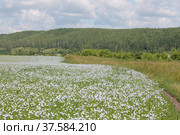 Летний пейзаж. Стоковое фото, фотограф Дарья Буренкова / Фотобанк Лори