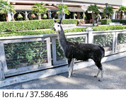 Крым, Ялта. Отель "Ялта. Интурист" (Yalta Intourist). Молодая лама в вольере (2021 год). Редакционное фото, фотограф Илюхина Наталья / Фотобанк Лори