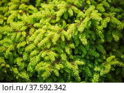 Dwarf spruce Nidiformis. Стоковое фото, фотограф Юлия Бабкина / Фотобанк Лори