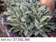 Stachys byzantina. Стоковое фото, фотограф Юлия Бабкина / Фотобанк Лори