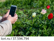 Калмыкия. Женщина фотографирует на смартфон дикорастущие тюльпаны Шренка (Геснера) Стоковое фото, фотограф Ольга Шуклина / Фотобанк Лори