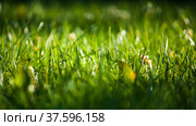 Natural Green lawn background with selective focus. Grass clippings, well maintained. Стоковое фото, фотограф Евгений Бобков / Фотобанк Лори