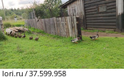 Вечером утки гуськом возвращаются с улицы в утятник. In the evening, the ducks return in single file from the street to the duck house. Редакционное видео, видеограф Мария / Фотобанк Лори
