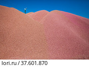 Close-up photo of red wheat grain heap. Blue sky background. Стоковое фото, фотограф Alexey Rezvykh / Фотобанк Лори