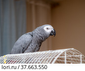 Parrot on the cage. Стоковое фото, фотограф Argument / Фотобанк Лори