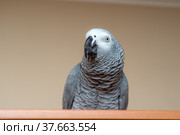 Parrot close up. Стоковое фото, фотограф Argument / Фотобанк Лори