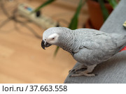 Portrait of domestic parrot Jaco. Стоковое фото, фотограф Argument / Фотобанк Лори