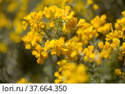 Flora of Gran Canaria - bright yellow flowers of Teline microphylla, broom species endemic to the island, natural macro floral background. Стоковое фото, фотограф Tamara Kulikova / Фотобанк Лори