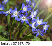 First flowers in early spring. Blue Scilla luciliae in rays of sunlight. Стоковое фото, фотограф Валерия Попова / Фотобанк Лори