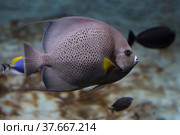 French angelfish (Pomacanthus paru). Fish under water. Blur. Стоковое фото, фотограф Ирина Вершинская / Фотобанк Лори