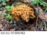 Гриб строчок гигантский (Gyromitra gigas) Стоковое фото, фотограф Ирина Яровая / Фотобанк Лори