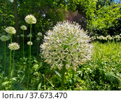Beautiful macro photo of blooming Persian shallot. Лук стебельчатый. Стоковое фото, фотограф Тополов Николай / Фотобанк Лори
