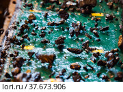 Motion blurred photo. Gold ore mining and processing. Industrial sieve shaker with gold ore rocks. Concentrating plant . Khromtau, Aktobe region, Kazakhstan, Mechel company. Стоковое фото, фотограф Alexey Rezvykh / Фотобанк Лори
