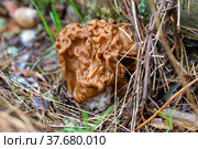 Гриб строчок гигантский (Gyromitra gigas) Стоковое фото, фотограф Ирина Яровая / Фотобанк Лори