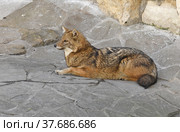 Golden jackal (Canis aureus) in spring. Стоковое фото, фотограф Валерия Попова / Фотобанк Лори