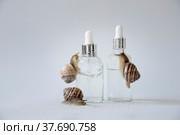 Snails are crawling on a glass bottle of face serum with snail mucin. Стоковое фото, фотограф София Тюленева / Фотобанк Лори