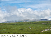 Stones and thickets of dwarf birch Betula exilis on Altai highlands. Стоковое фото, фотограф Сергей Пристяжнюк (Serg Zastavkin) / Фотобанк Лори
