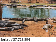 Нильские крокодилы у воды на песчаном берегу. Стоковое фото, фотограф Олег Елагин / Фотобанк Лори