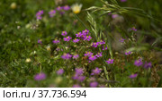 Flora of Gran Canaria - Spergularia fimbriata, fringed sandspurry, natural macro floral background. Стоковое фото, фотограф Tamara Kulikova / Фотобанк Лори