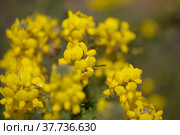 Flora of Gran Canaria - bright yellow flowers of Teline microphylla, broom species endemic to the island, natural macro floral background. Стоковое фото, фотограф Tamara Kulikova / Фотобанк Лори