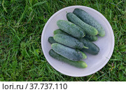 На даче созрели зеленые хрустящие огурчики. At the dacha, green crispy cucumbers are ripe. Стоковое фото, фотограф Мария / Фотобанк Лори