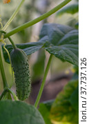 На даче созрели зеленые хрустящие огурчики. At the dacha, green crispy cucumbers are ripe. Стоковое фото, фотограф Мария / Фотобанк Лори