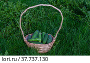 На даче созрели зеленые хрустящие огурчики. At the dacha, green crispy cucumbers are ripe. Стоковое фото, фотограф Мария / Фотобанк Лори