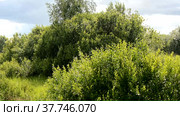 Summer rain. Raindrops on the background of nature. wet bushes and grass. Clear sky. Natural background. Стоковое видео, видеограф Лилия Фролова / Фотобанк Лори