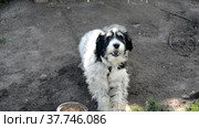 Yard dog. The dog sits on a chain near the booth and barks. The dog wants to eat, lying beside an empty bowl. Homeless animal. Mercy to dogs. Furry beast. A guard house. Стоковое видео, видеограф Лилия Фролова / Фотобанк Лори