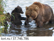 Mother Kamchatka brown bear with two bear cubs fishing red salmon fish during fish spawning in river. Стоковое фото, фотограф А. А. Пирагис / Фотобанк Лори